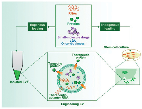 Figure 6. Engineered extracellular vesicles (EVs) for delivering therapeutic entities by the process of exogenous loading after their isolation or endogenous loading during EVs biogenesis, protecting them from damage and increasing the success of therapy (Yin, L. Liu et al., Citation2020).