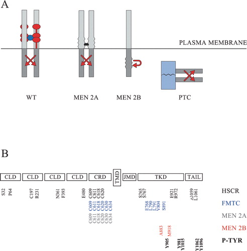 Figure 1 Schematic representation of RET and its oncogenic variants. A: Normally wild‐type RET (WT) is activated at the cell surface in the presence of a tetrameric GFL/GFRα complex. The dimeric GFL is shown in dark blue. The GPI‐anchored GFRα co‐receptors are normally comprised of three cysteine‐rich domains and are here shown in red. The most common multiple endocrine neoplasia type 2A (MEN 2A) variants are activated through the formation of abnormal covalent S‐S bridges (shown in black) between the extracellular domains of two RET molecules. The MEN 2B variants harbour activating mutations in the intracellular kinase domain and may activate signalling cascades either as monomers or as non‐covalently associated dimers. The papillary thyroid carcinoma (PTC) variants are not membrane‐bound, and the activation of their tyrosine kinase domains (shown in grey) is driven by the dimerizing nature of an N‐terminally fused protein (shown in light blue). B: The extracellular part of RET consists of four cadherin‐like domains (CLD) and a cysteine‐rich domain (CRD). The intracellular part consists of a juxtamembrane domain (JMD), a tyrosine kinase domain (TKD) and a C‐terminally located tail. The transmembrane domain (TMD) is located in the mid‐part of the protein. Part of the mutated amino acids which have been shown to be associated with Hirschsprung's (HSCR) disease (S32, P64, C197, R321, N361, F393, E480, C609, C611, C618, C620, S765, S767, E921, R972, Δ1059, L1061 in black), familial medullary thyroid carcinoma (FMTC) (C609, C611, C618, C620, C630, C634, E768, L790, L791, V804, S891 in blue), MEN 2A (C609, C611, C618, C620, C630, C634 in grey), or MEN 2B (A883, M918 in red) are shown at the bottom, together with the main phosphorylated tyrosines (P‐TYR) (Y905, Y981, Y1015, Y1062, Y1096 in bold) having an impact on normal RET‐signalling.