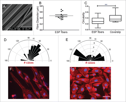 Figure 2. Scaffold characterization and cell morphology. (A) SEM micrographs of PLGA 50:50 ESP scaffolds showed a good fiber alignment (scale bar 1 µm). (B) Box diagram of fiber diameter (Whiskers Tukey, mean ± SD, n=12). (C) Cell circularity box diagram, cells seeded on fibrous substrates showed a more elongated morphology (1 is a perfect circle, while approaching 0 the cell become more elongated; unpaired t test ** P<0.05, mean ± SEM, n≥89 ). (D and E) Rose plot diagramsof HUVECs directionality response after one day in culture in fibers and coverslips, respectively (Rose plots are in degrees). (F and G) Immunofluorescence images show HUVECs morphology after one day in culture in ESP fibers and coverslips, respectively. The cells seeded in the fibrous substrates exhibited a more orientated alignment. (In red actin filaments are labeled using AlexaFluor 594 conjugated phalloidin, while in blue cell nuclei are labeled using DAPI, scale bar 50 µm). ESP: electrospun.