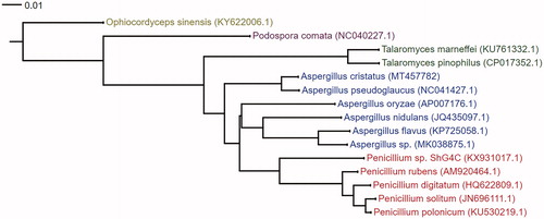 Figure 1. The phylogenetic tree based on 15 fungi mitochondrial genome sequences. The neighbour-joining (NJ) phylogenetic tree was constructed with MEGA 7 (with 1000 bootstrap replicates).