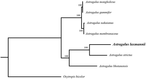 Figure 1. Phylogenetic relationships of Astragalus species using whole chloroplast genome. GenBank accession numbers: Astragalus bhotanensis (NC_047381), Astragalus gummifer (NC_047251), Astragalus membranaceus (KX255662), Astragalus mongholicus (NC_029828), Astragalus nakaianus (NC_028171), Astragalus strictus (MT120746), Astragalus laxmannii (MT786136), Oxytropis bicolor (NC_047482).