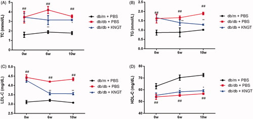 Figure 2. The effects of faecal microbial transplantation from a Kazak individual with normal glucose tolerance on total cholesterol (TC) (A), triglycerides (TG) (B), LDL-C (C) and HDL-C (D) plasma levels in T2DM db/db mice. Data were analyzed using one-way ANOVA. ##p < 0.01 compared to db/m + PBS mice; *p < 0.05 and **p < 0.01 compared to db/db + PBS mice.