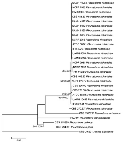 Figure 5. Phylogenetic tree showing the relationship of Pleurostoma hongkongense HKU44T to its closely related species within the genus Pleurostoma. The tree was inferred from the concatenated sequence data of the internal transcribed spacer (ITS) region, partial β-tubulin gene, partial 18S nrDNA and partial 28S nrDNA by the maximum likelihood method with the substitution model T92 (Tamura 3-parameter model) + G (gamma-distributed rate variation) + I (estimated proportion of invariable sites). The scale bar indicates the estimated number of substitutions per base. Only nodes that were well supported by the maximum-likelihood method (≥70% bootstrap support) have their bootstrap support, calculated from 1,000 replicates, shown; and all these nodes were also well supported by the Bayesian inference method (posterior probabilities ≥0.99). The DDBJ/ENA/GenBank nucleotide accession numbers for Jattaea algeriensis STE-U 6201T are EU367446 (ITS), EU367466 (β-tubulin), EU367462 (18S nrDNA) and EU367456 (28S nrDNA).