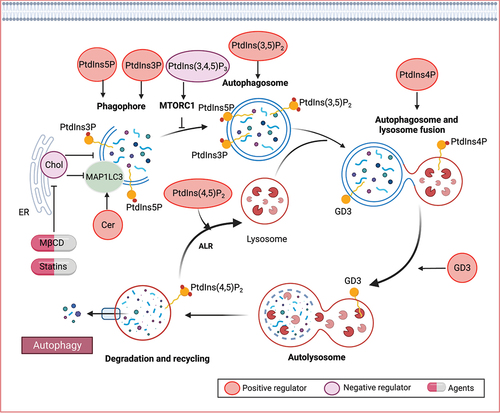 Figure 5. Lipid mechanisms in autophagy. Various lipid species, such as phospholipids, sphingolipids, and sterols, play crucial roles in different stages of autophagy. Specifically, phosphoinositides have been identified as key modulators of autophagy, involved in signaling processes that govern autophagy initiation, autophagosome biogenesis, and maturation. Ceramide (Cer) has also been implicated in the induction of autophagy. Furthermore, gangliosides, including GD3 gangliosides, can be recruited to autophagosomes and contribute to morphogenic remodeling.