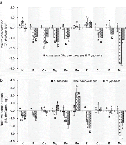 Figure 1. Mineral profiles of Noccaea caerulescens ecotype Ganges, N. japonica, and Arabidopsis under excess Ni. Mineral concentrations in (a) shoots and (b) roots of plants exposed to 25 µM NiCl2 in hydroponic culture for 7 days were determined. Half-strength MGRL solution was used for hydroponic culture. Detailed procedures for plant culture and sample preparation are described in a previous paper.Citation5 Elemental analysis was conducted by inductively coupled plasma mass spectrometry (ELAN, Perkin Elmer Inc.). Log2 geometric means of values relative to Arabidopsis are shown with SD (n = 4 biological replicates). Bars with the same letter within an element are not significantly different (P < 0.05, Bonferroni’s t-test) between species