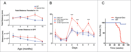 Figure 1. Disease progression in Hgsnat-Geo mice. (A) Six and 8-month-old Hgsnat-Geo female mice show signs of hyperactivity and reduced anxiety compared to WT mice as detected by open field test performed 1 h into their light cycle. Increased activity (total distance traveled) was detected at 8 months. Reduced anxiety (increased center activity) was detected at 6 and 8 months. P value was calculated by 2-way-ANOVA (*P < 0.05, **P < 0.01). From 6 (2, 4 and 6 month old) to 10 (8 and 10 month old) naive mice were studied per age/per genotype. (B) Hgsnat-Geo mice (N = 6; 3 males, 3 females) showed impaired performance in the spatial memory-based Morris Water Maze test at 10 months. All mice showed similar average latencies on days 1–3 of visible platform testing. Whereas 8-month-old Hgsnat-Geo mice had latencies in the hidden platform testing similar to those of their wild type counterparts (days 4–8), 10-month-old mutant mice were significantly impaired in this spatial learning test. (C). Kaplan-Meier plot showing survival of Hgsnat-Geo mice (N = 50; 25 males, 25 females) and their wild type counterparts (N = 70; 35 males, 35 females). By the age of 70 weeks the vast majority of Hgsnat-Geo mice died or had to be euthanized on the veterinarian request due to urinary retention.