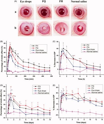 Figure 6. (A) Ocular surface was inspected by a slit lamp (a) before establishment of model and (b) after treatment with various formulations. Time-course measurements of (B) pupil diameter and (C) IOP after administration of different PN-loaded formulations in normal rabbits. Time-course measurements of (D) IOP and (E) pupil diameter after administration of different preparations for two weeks in glaucomatous rabbits. *p<.05, statistically significant difference from eye drops. **p<.01, statistically significant compared with eye drops.