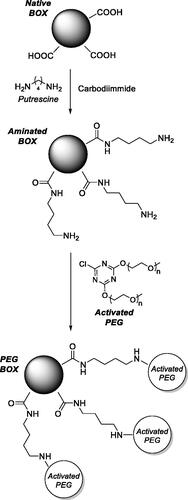 Figure 7. Synthetic approach adopted to attach PEG to BOXCitation89,Citation90.