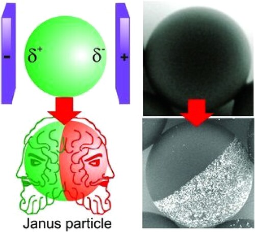 Figure 4. Bipolar conductive particle experiencing a pH gradient when suspended in an electrolyte between a cathode on the left and anode on the right during synthesis of Janus particles. After G. Loget, J. Roche and A. Kuhn: Adv. Mater., 2017, 3, 6964–6977.