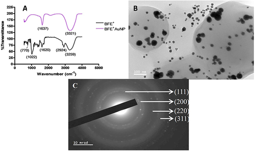 Figure 2 (A) Fourier-transform infrared spectrometry (FTIR) of the ethanolic whole leaf extract (BFE+) and synthesized gold nanoparticles (BFE+AuNPs), (B) high-resolution transmission electron microscopy (HRTEM) and (C) selected area diffraction pattern (SAED).
