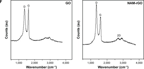 Figure 1 Synthesis and characterization of GO and NAM-rGO.Notes: (A) UV–vis spectra of GO and NAM-rGO, showing the restoration of electronic conjugation in the NAM-rGO. (B) XRD pattern of GO and NAM-rGO. (C) FTIR spectra of GO and NAM-rGO. (D) Size distribution of GO and NAM-rGO. (E) SEM images of GO and NAM-rGO. (F) Raman spectroscopy images of GO and NAM-rGO. At least three independent experiments were performed for each sample and reproducible results were obtained. The results of a representative experiment are presented.Abbreviations: GO, graphene oxide; NAM-rGO, nicotinamide-reduced graphene oxide; XRD, X-ray powder diffraction; FTIR, Fourier transform infrared spectroscopy; SEM, scattering electron microscopy; UV–vis, ultra violet-visible.