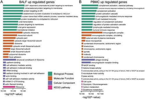 Figure 2. GO-term and KEGG pathway enrichment of up-regulated expressed genes in BALF and PBMC of COVID-19 patients. (A) GO-term functional enrichment by 3 categories (BP, MF, CC) and KEGG pathway analysis were performed for up-regulated genes in COVID-19 patients BALF. (B) Same as (A) for up-regulated genes in COVID-19 patients PBMC.