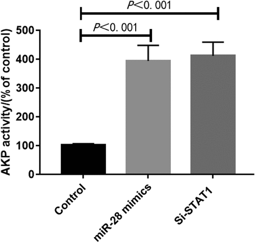 Figure 7. Interference with STAT1 or overexpression of miR-28 promoted AKP activity (n = 3).