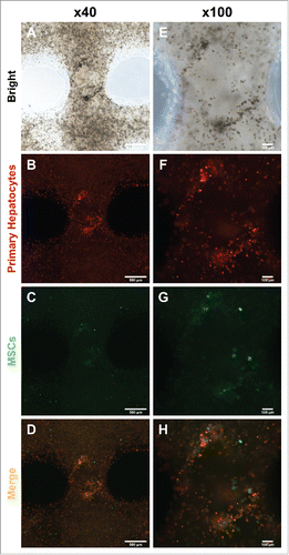 FIGURE 3. Migration and colonization of mouse primary hepatocytes with hMSCs. (A) and (E) Bright microscope image of 3D printed mouse primary hepatocytes and hMSCs. (B) ∼ (D) and (F) ∼ (H) Fluorescence image of 3D printed mouse primary hepatocytes and hMSCs. Bars, (A) ∼ (D) is 500 μm and (E) ∼ (F) is 100 μm.