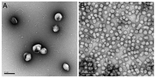 Figure 1. Virus-like particles constitute potential platforms able to carry full-length HCV E1-E2 envelope proteins in an appropriate conformation. (A) Murine leukemia virus (MLV) particles formed by the production of the retroviral Gag protein alone can incorporate HCV E1-E2 proteins. (B) Hepatitis B virus (HBV) surface protein self-assembles into subviral, noninfectious particles, which can be used as an effective hepatitis B vaccine. Similar particles can be obtained with chimeric proteins formed by the fusion of the HBV S protein with the HCV E1 and/or E2 proteins. Both pseudotyped MLV-like particles and chimeric HBV-HCV subviral envelope particles have been shown to induce antibodies cross-neutralizing various HCV genotypes.