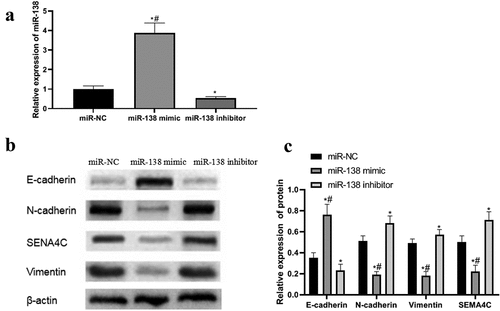 Figure 3. PCR and western blot results. Note: (a) Expression of miR-138 in transfected cells; (b) Western blot to detect the effects of miR-138 mimic and miR-138 inhibitor on the expression of SEMA4C and EMT-related proteins in cells; (c) Relative protein expression of SEMA4C and EMT-related proteins in transfected cells; *P< 0.05, compared with the miR-NC group; #P< 0.05, compared with the miR-183 inhibitor group