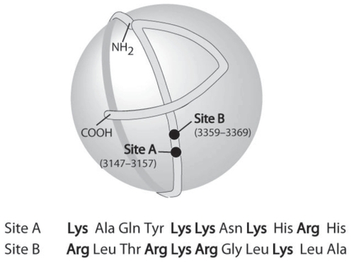 Figure 1 The organization of apoB100 on the LDL particle. Two of the sites (A and B) involved in the binding of apoB100 (and LDL) to proteoglycans are indicated in the figure and their primary sequence is given below. Site B is also the binding site for the LDL receptor.