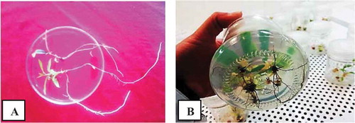 Figure 6. (a) The rooted explant after 4 weeks in rooting medium (WPM culture medium with 1 mg l−1 hormonal concentration). (b) Pomegranate rooting treatments (hybrid, wonderful, and seedless) in growth chamber