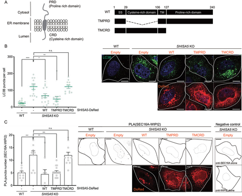 Figure 5. The cytosolic PRD of SHISA5 was required for the inhibitory role of SHISA5 at the contact. (A) Left panel: schematic diagram of the orientation of SHISA5 within the ER membrane. Right panel: domain structures of SHISA5 mutants used for analysis. (B, C) WT and SHISA5 KO HeLa cells were transfected with control empty, SHISA5-DsRed, TMPRD-SHISA5-DsRed, or TMCRD-SHISA5-DsRed plasmid (red) for 48 h. (B) LC3B puncta were immunostained and shown in the right panel. The numbers of LC3B puncta in each cell was quantified and shown in the left panel (n = 11–17). (C) Right: representative images of PLA between SEC16A and WIPI2 are shown, along with negative controls incubated with antibody against either SEC16A or WIPI2 alone. Left: the PLA signals in the indicated samples were quantified using ImageJ plugins (n = 10–15). See Figure S5A for the representative images of PLA before inverting the image display. (B) and (C) are derived from three and two independent experiments, respectively. The error bars indicate SEMs. All scale bars: 10 μm.