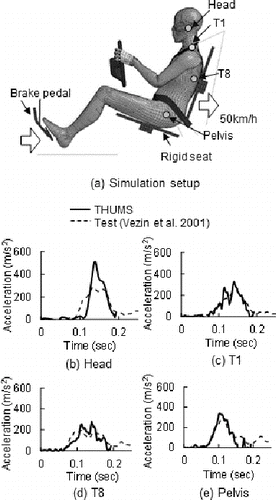 Figure 2 Validation of whole body model for cadaver test data on frontal sled impacts.