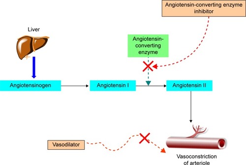 Figure 1 Dual mode of action to treat hypertension.