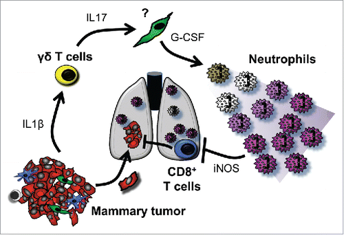 Figure 1. Mammary tumor-activated γδ T cells educate immunosuppressive neutrophils to advance metastasis. IL1β released into the circulation by mammary tumors activates γδ T cells to produce IL17. An unknown cell type responds to IL17 by upregulating G-CSF, causing neutrophil expansion and polarization toward an immunosuppressive phenotype. Through an iNOS-dependent mechanism, neutrophils dampen CD8+ T cell killer functions so that disseminated cancer cells are protected from attack.
