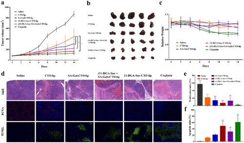 Figure 12. (a) Primary tumor growth profile in HepG2 hepatic neoplasm model upon treatment with different formulations every 2 days at a CTD dose of 2 mg/kg. (b) Tumors collected in day 15. (c) Body weight of HepG2 tumor bearing mice during the whole treatment. (d) H&E, PCNA, and TUNEL staining of tumor sections. (e) Quantitative analysis of proliferation indices expressed as the percentage of PCNA-positive cells in total tumor cells at five randomly selected microscopic fields by Image J. (f) Quantitative analysis of apoptotic indices expressed as the percentage of TUNEL-positive cells in total tumor cells at five randomly selected microscopic fields by Image J. Data are represented as mean ± SD (n = 5). *p < 0.05; **p < 0.01; vs. CTD-lip.