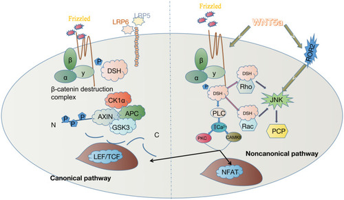 Figure 2 In WNT/PCP signaling pathway, WNT5a can activate Dvl by forming complexes with FZD and Ror2 receptors, and furthermore, small GTP enzymes of the Rho family are activated, including RhoA and Rac, and their downstream effectors, Rho-associated protein kinase (ROCK), the actin-binding protein, Filamin A and c-Jun N-terminal protein kinase (JNK), and in turn PCP pathway is activated. This process leads to the rearrangement of the cytoskeleton and regulating polarized cell morphology and migration within tissues.Citation33–Citation36 WNT5a activation of the WNT/Ca2+ signaling pathway leads to the mobilization of free intracellular calcium, which regulates many cellular processes, including actin cytoskeleton remodeling and cell motility through activation of calcium-dependent signaling molecules.Citation37–Citation41 In the canonical pathway, WNT5a plays two roles. On the one hand, WNT5a can activate canonical pathways to regulate embryogenesis and cell fate specificity. On the other hand, WNT5a can repress the canonical pathway by promoting glycogen synthase kinase3-independent degradation of β-catenin in regulating mammalian limb development.Citation42,Citation43