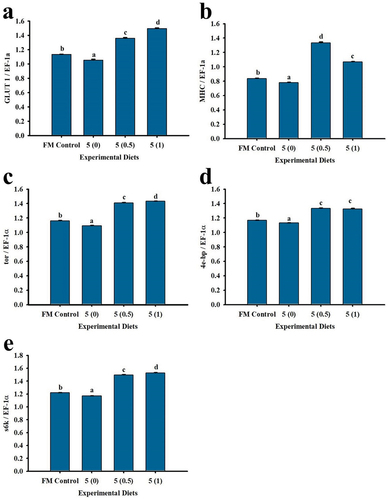 Figure 4. Muscle growth-related genes expression of P. monodon fed with low fish meal diets supplemented with squid by-product hydrolysate for 8 weeks. (a) GLUT 1, (b) MHC (c) tor (d) 4e-bp (e) s6k. Values are mean ± SEM. Different superscript letters indicate significant differences among treatments.