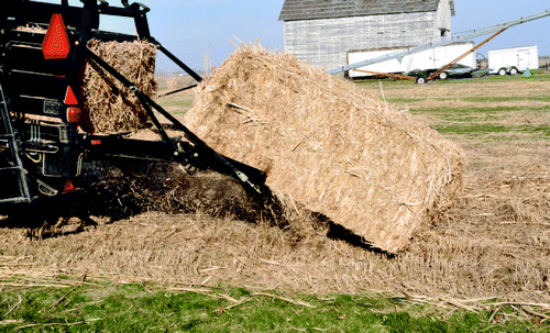 Figure 6.  Baling Miscanthus x giganteus in late-winter harvest in Urbana, IL, USA.