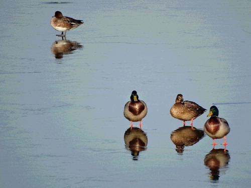 Figure 2. Female European wigeon (left top; A. penelope) and two males and a female Mallard (right below; A. platyrhynchos) on ice in the Netherlands. Originally, Baudet (Citation1923) reported the first outbreak of DP in domestic ducks in the Netherlands. European wigeon has been found susceptible to fatal infection, whereas Mallards are more resistant to lethal effects and are considered a possible natural reservoir of infection of DP (or eendepest in Dutch) (photograph by J.H. van der Kolk).