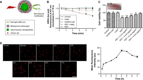 Figure 1 Mesoporous-silica-coated UCNPs as an agent of PDT.Notes: (A) Schematic of mesoporous-silica-coated UCNPs co-loaded with chlorin e6 (Ce6) photosensitizer for PDT. Following excitation at 980 nm, the UCNPs upconverted NIR light to VIS light of specific wavelengths to excite Ce6, and the activated photosensitizer subsequently generated cytotoxic 1O2 for biomolecule modification. (B) Comparison of 1O2 production as determined by the decay of ABDA fluorescence. ABDA fluorescence decay (measured at a peak intensity of 431 nm) was plotted as a function of exposure time (min) to an NIR laser (the experiments for each group were run in triplicate). (C) A comparison of penetration depth as determined via cell viability following PDT using different thicknesses of pigskin. (D) The intracellular accumulation of UCNPs-Ce6 as detected via laser confocal microscopy (Ce6 red fluorescence). **P<0.01, ***P<0.001 vs control group. Scale bar =0.1 mm.Abbreviations: ABDA, 9, 10-anthracenediylbis (methylene) dimalonic acid; UCNPs, upconversion nanoparticles; PDT, photodynamic therapy; NIR, near-infrared; VIS, visible; 1O2, singlet oxygen; 3O2, triplet oxygen; h, hours.