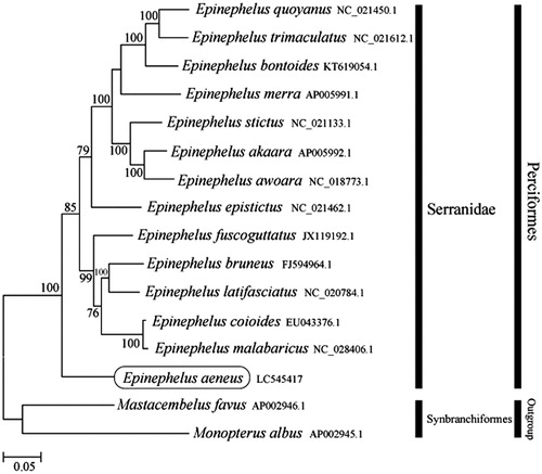 Figure 1. Phylogenetic position of Epinephelus aeneus based on comparison with the complete mitochondrial genome sequences of 13 other Serranidae species. The analysis was performed using the MEGA 7.0 software. The accession number for each species is indicated after the scientific name.