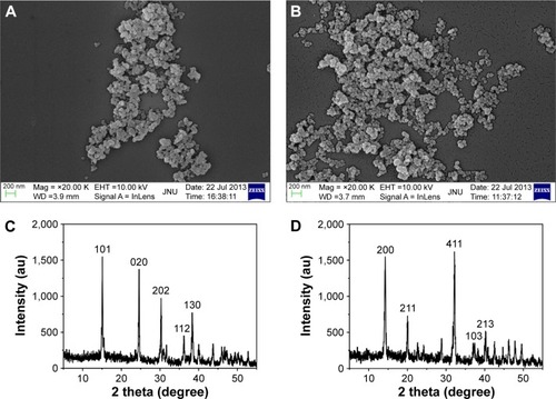 Figure 1 Characterization of nano-COM and COD crystals.Notes: SEM images (A, B) and XRD spectra (C, D) of nano-COM and COD crystals. (A, C) COM crystal; (B, D) COD crystal. Scale bars: 200 nm.Abbreviations: SEM, scanning electron microscopy; XRD, X-ray powder diffraction; COM, calcium oxalate monohydrate; COD, calcium oxalate dihydrate; au, arbitrary units.