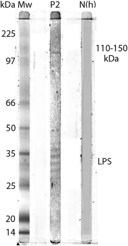 Figure 2. Western blot analysis of IgG antibodies against R. africae whole cell antigen. Lane P2 demonstrates the lipopolysaccharide ladders (LPS) and specific reactions against spotted fever rickettsia proteins in the 110–150 kDa region for convalescent serum for Patient 2.