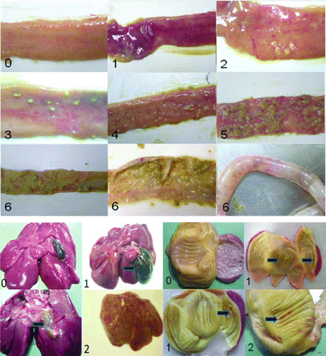 Figure 1.  Gross intestinal, liver and gizzard lesion scoring system in the experiment of anticoccidial vaccination. See Materials and Methods for details of scoring system. Arrows indicate gross lesions.