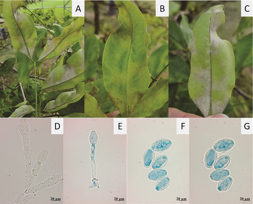 Fig. 1 Symptoms and signs of powdery mildew, Erysiphe quercicola, on leaves of Cassia fistula. A, B, Yellowing of the adaxial leaf surface. C, Abaxial part of the leaf covered with powdery mildew. D, E, Conidiophores. F, G, Detached mature conidia. G, Surface focus. Blue colour from staining with cotton blue in lacto-glycerol (E, F).