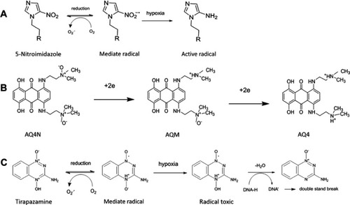 Figure 2 Activation mechanical of HAP. (A) 5-Nitroimidazole reduced through one electron pathway. (B) AQ4N reduced through two electron pathway (C) Tirapazamine reduced through one electron pathway to form DNA toxic.