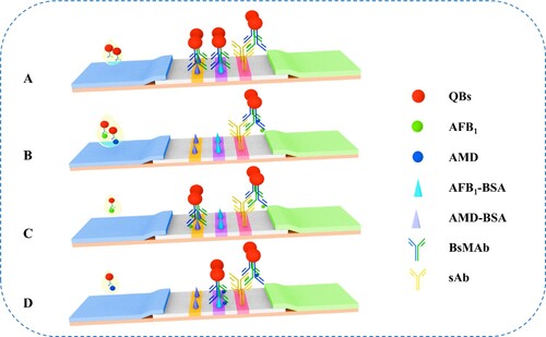 Figure 2. Schematic diagram of the QB-ICA for AFB1 and AMD detection. (A) Negative; (B), (C), and (D) are all positive, where (B) indicates that AFB1 and AMD are present, (C) indicates that only target AFB1 is present, and (D) indicates that only target AMD is present.