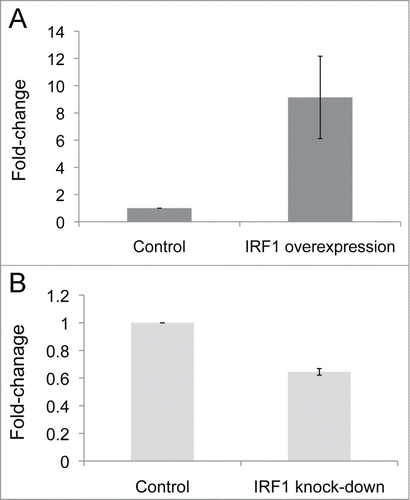 Figure 4. IRF1 gene expression levels in D54MG overexpression and knock-down cells, as normalized to their respective vector-control cells and expressed as fold-change differences. (A) IRF1 gene expression is increased fold9- (P = 0.03) in the IRF1 overexpressing cells over the control cells. (B) IRF1 gene expression is decreased by 40% (P = 0.004) in the IRF1 knockdown cells as compared to the control cells.