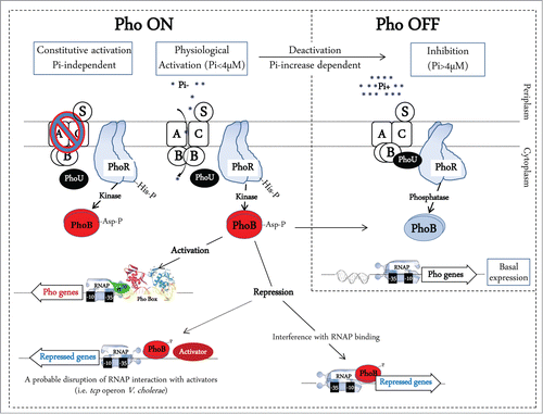Figure 1. Model for transcription regulation by PhoB and transmembrane signal transduction by environmental Pi and the Pst system in E. coli (adapted from refs. 5 and 56). Two processes are involved in Pho regulon control: inhibition when Pi is in excess and activation under Pi limitation. The Pst transport system is associated with the PhoR histidine kinase/phosphatase, which controls the phosphorylation state of the response regulator PhoB. At high Pi concentrations (>4 μM), PhoR might interact with the PstSCAB-PhoU complex, which represses its autophosphorylation and acts as a PhoB phosphatase. In contrast, low extracellular Pi concentrations sensed by Pst system, which increases the kinase activity of PhoR, resulting in the accumulation of phosphorylated PhoB∼P. Likewise, loss-of-function mutations in the pst genes lead to the constitutive phosphorylation of PhoB, regardless of the external Pi concentration. The Pi binding protein PstS acts as the primary sensor of external Pi concentration. When the Pi concentration is low (<4 μM), PhoR undergoes conformational change, resulting in its release from the repressor complex and autophosphorylation. PhoR is the histidine kinase/phosphatase that donates a phosphoryl group to PhoB when environmental Pi is limiting and removes the phosphoryl group from PhoB∼P when environmental Pi is abundant. PhoB is a typical winged-helix response regulator that upon aspartyl phosphorylation forms a dimer, which binds to DNA sequences upstream of Pho regulon genes to recruit RNA polymerase (RNAP) and initiate transcription. In some cases the transcription is repressed possibly by disruption of RNAP interaction with other activators.