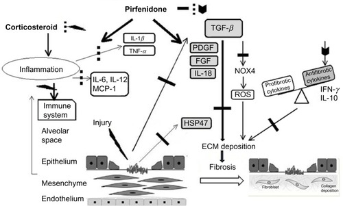 Figure 2 Potential mechanisms for the suppression of fibrogenesis by pirfenidone.