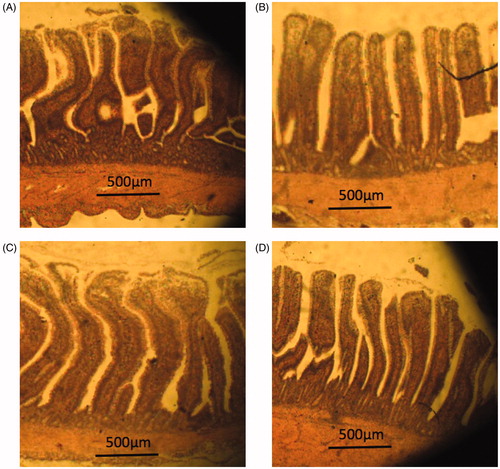 Figure 2. Photomicrography of ileum of 35 d broiler in treatments with control, 10% FWBA, 10% FWSC, and 10% FWBA + SC. (A) Control (B) 10% FWBA (C) 10% FWSC (D) 10% FWBA + SC. Hematoxylin and eosin stain (40×) (method according to Huang et al. Citation2012).