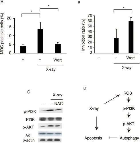Figure 4. X-ray irradiation induces protective autophagy in SW579 cells via the PI3K-Akt pathway. X-ray induced (A) increases in autophagy and (B) decreases in cell viability via PI3 K in SW579 cells. SW579 cells were pretreated with 10 mM Wortmannin, a PI3 K inhibitor. Autophagy was measured by FACS, and cell viability was quantified by MTT assay at 24 h post-irradiation, and the cell inhibition ratio was calculated. Results are expressed as mean ± SD (n = 3). *P < 0.05. (C) Expression levels of proteins in the PI3K–Akt pathway in SW579 cells were analyzed by western blot. (D) X-ray induced protective autophagy via ROS accumulation and PI3K-Akt pathway activation in SW579 cells.