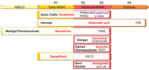 Figure 1 Phase 3 clinical therapies for NASH treatment aligned to different stages of the disease. NASH progression is represented by the NASH CRN fibrosis score: NAFLD (none), F1 (mild or moderate), F2 (perisinusoidal fibrosis with portal/periportal fibrosis), F3 (bridging fibrosis) and F4 (cirrhosis). Company, drug name and targets are indicated for each clinical therapy.