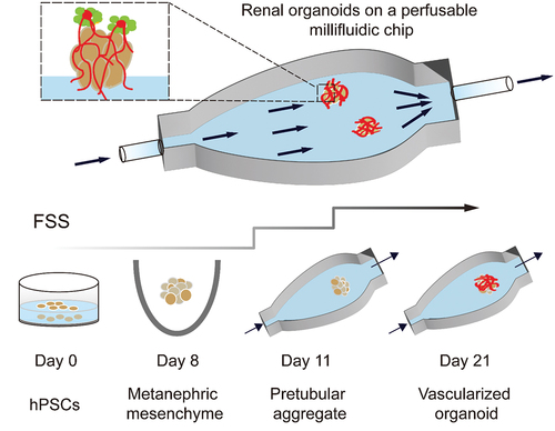 Figure 11. Developing renal organoids cultured within a perfusable millifluidic chip and subjected to controlled FSS exhibit enhanced vascularization and maturation.