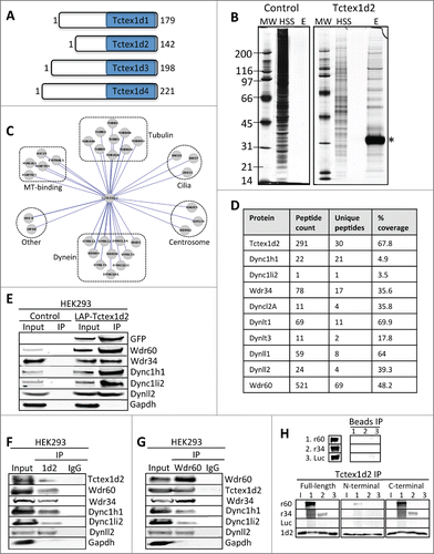 Figure 1 (See previous page). Tctex1d2 and Wdr60 associate with cytoplasmic dynein complex 1 and 2. (A) Schematic of Tctex1 domain containing proteins. All members have a carboxyl terminal Tctex1 domain and a variable N- terminal domain implicated in cargo binding. The number of amino acid residues is indicated for each protein. (B) LAP-Tctex1d2 tandem affinity purification. MW= molecular weight marker, HSS= high spin supernatant, E= final eluates. Asterisk denotes Tctex1d2. (C) Cytoscape analysis showing that Tctex1d2 interacting proteins can be grouped into 6 major categories: tubulin isoforms, microtubule binding proteins, centrosome associated proteins, proteins associated with ciliogenesis, cytoplasmic dynein complex 1 and 2 (Dync1 and Dync2) subunits, and proteins implicated in other cellular roles. (D) Summary of mass spectrometry data for Dync1 and Dync2 components identified in the LAP-Tctex1d2 purification, including protein name, number of peptides identified, number of unique peptides, and the percent protein coverage. (E) HEK293 or HEK293 LAP-Tctex1d2 expressing cell extracts were used to perform immunoprecipitations (IPs) with anti-GFP antibodies. IPs were resolved by SDS PAGE, transferred to a PVDF membrane, and immunoblotted with indicated antibodies. (F and G) Reciprocal co-IPs of endogenous Tctex1d2 and Wdr60 from HEK293 cells, using anti-Tctex1d2 or anti-Wdr60 antibodies. Western blot analysis shows that Tctex1d2 and Wdr60 co-IP with each other and both IP Dync1 and Dync2 subunits. See also Fig. S1 and Table S1. (H) In vitro binding assays testing the binding of in vitro transcribed/translated 35S-radiolabeled HA-tagged full-length Tctex1d2, N-terminal Tctex1d2 (amino acids 1-40), and C-terminal Tctex1d2 (amino acids 41-142) with FLAG-tagged full-length Wdr34 and Wdr60. Binding was detected by radiometric analyses. I indicates Tctex1d2 input only, numbers 1-3 indicate incubation with Wdr60 (1), Wdr34 (2), or Luciferase (3).