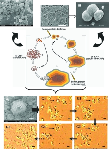 Figure 1 Schematic diagram of the growth phases of CNP (cross-sectional view) cultured with and without FBS with corresponding SEM and LM images, and LM observation of dissolution of SF-CNP to S-CNP. A, B, and C are the forms of CNP in the presence of serum (S-CNP). (i): SEM image of S-CNP. D, E, and F are the forms of CNP in the absence of FBS (SF-CNP). (ii): LM image of apatite layers of SF-CNP. (iii): SEM image of the formation shown in (ii). G: Schema of SF-CNP when exposed to FBS, apatite layers dissolve releasing the S-CNP within 24 h. (iv): SEM image of phase G. G1–G5: A series of LM images showing the dissolution of SF-CNP apatite layers and clumps of S-CNP released, with the replenishment of FBS. Bars: (i) = 100 nm; (ii) = 5 μm; (iii) = 2 μm; (iv) =1 μm; (G1–G5) = 5 μm.Abbreviations: CNP, calcifying nanoparticles; FBS, fetal bovine serum; LM, light microscopy; SEM, scanning electron microscopy.