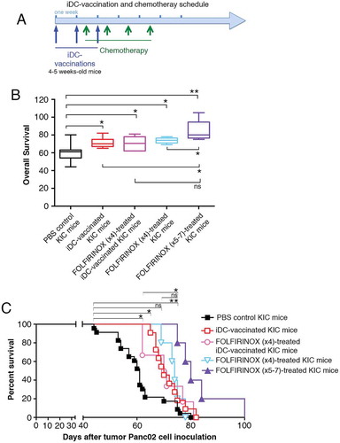 Figure 10. Therapeutic effects of iDC-vaccination and FOLFIRINOX in the Pdx-1-Cre ; LSL-KrasGDCitation12 ;LSL-Trp53RCitation1Citation62H mouse model (A) Treatment schedule of iDC-vaccination and FOLFIRINOX. (B) Efficacy of iDC-vaccination alone or in combination with FOLFIRINOX. Five groups of mice were treated with PBS, iDCs, iDCs+ FOLFIRINOX (four injections), FOLFIRINOX alone (four injections), and FOLFIRINOX alone (five to seven injections). Data are pooled from three or more independent experiments. Comparisons of treatment effects on survival were performed using the Wilcoxon-Mann Whitney test. (C) The graph depicts Kaplan-Meier survival curves from the groups cited above. (*P < 0.05, **P < 0.01; log-rank Mantel-Cox test).