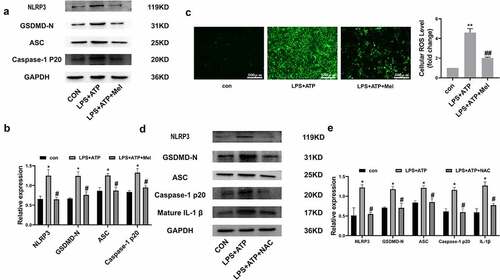 Figure 3. Melatonin inhibits ROS-dependent NLRP3 inflammasome triggering. (a) Representative Western-blot images of NLRP3, GSDMD-N, ASC, and Caspase-1 P20 within differing RLE-6TN treatment groups. (b) Protein quantitative histogram. (c) Intracellular ROS (scale bar: 500 µm) and cellular ROS fold-change levels are shown on the right. (d) Representative Western-blot images of NLRP3, GSDMD-N, ASC, Caspase-1 P20, and mature IL-1β. (e) Protein quantitative histogram. Dataset represented as mean ± SD (n = 3) for each group. * P < 0.05, ** P < 0.01, in comparison to control group. # P < 0.05, ## P < 0.01 in comparison to LPS/ATP group.